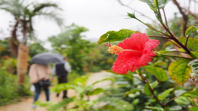 沖縄旅行でずっと雨ならどうする？雨でも楽しめる方法９選を解説！