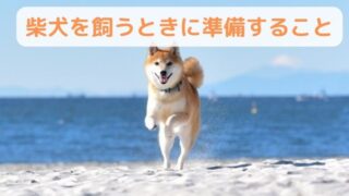 柴犬を飼うときに準備しておきたいこと９選