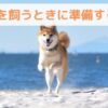 柴犬を飼うときに準備しておきたいこと９選